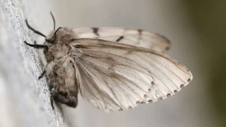 Especies Invasoras: Amenazas Silenciosas que Remodelan Nuestros Ecosistemas Globales