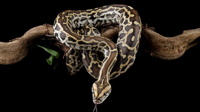 Especies Invasoras: Amenazas Silenciosas que Remodelan Nuestros Ecosistemas Globales
