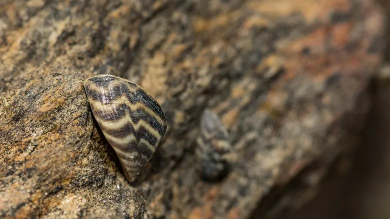 Especies Invasoras: Amenazas Silenciosas que Remodelan Nuestros Ecosistemas Globales
