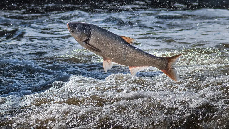 Especies Invasoras: Amenazas Silenciosas que Remodelan Nuestros Ecosistemas Globales