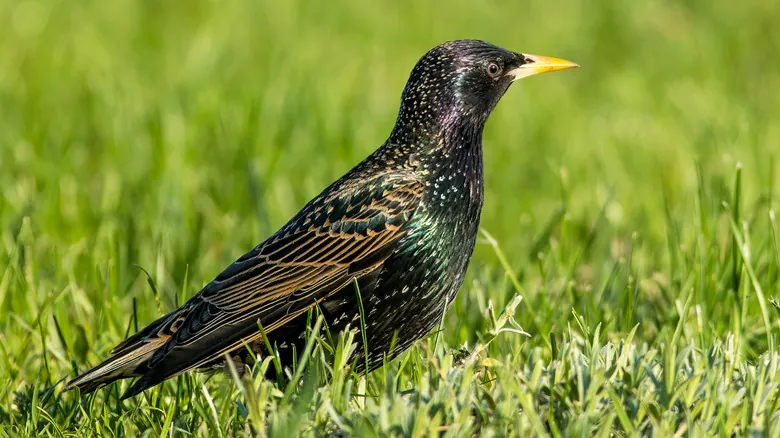 Especies Invasoras: Amenazas Silenciosas que Remodelan Nuestros Ecosistemas Globales