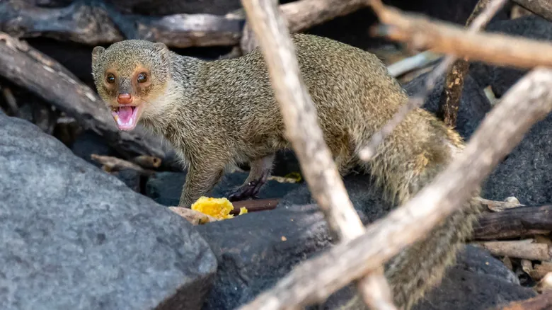 Especies Invasoras: Amenazas Silenciosas que Remodelan Nuestros Ecosistemas Globales
