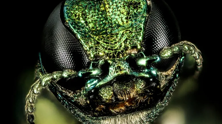 Especies Invasoras en Oregón: Una Amenaza Silenciosa a la Biodiversidad Nativa