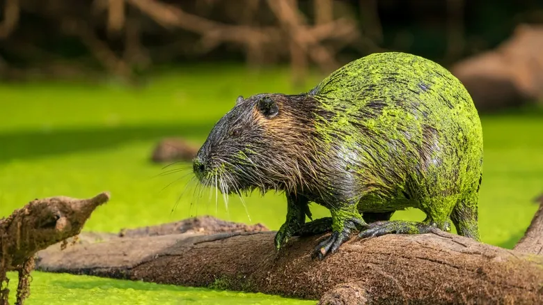 Especies Invasoras en Oregón: Una Amenaza Silenciosa a la Biodiversidad Nativa