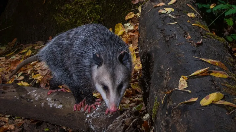 Especies Invasoras en Oregón: Una Amenaza Silenciosa a la Biodiversidad Nativa