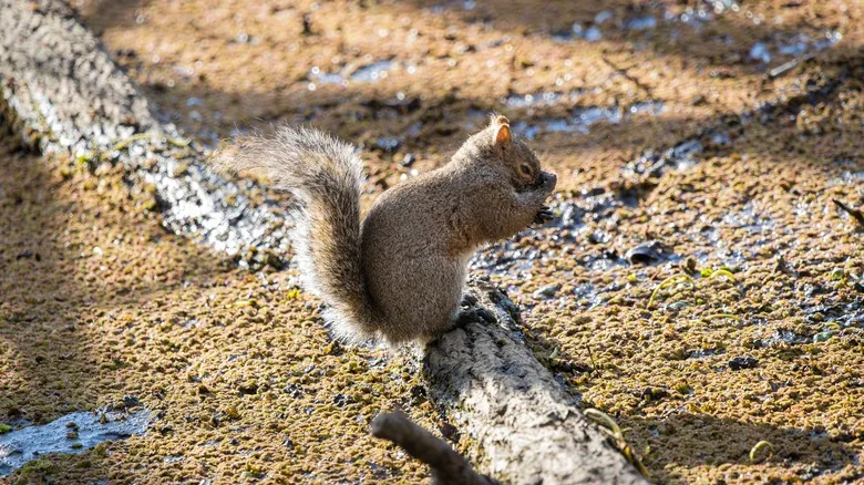 Especies Invasoras en Oregón: Una Amenaza Silenciosa a la Biodiversidad Nativa