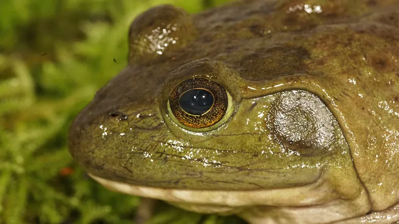 Especies Invasoras en Oregón: Una Amenaza Silenciosa a la Biodiversidad Nativa