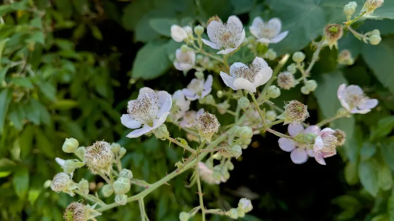 Especies Invasoras en Oregón: Una Amenaza Silenciosa a la Biodiversidad Nativa