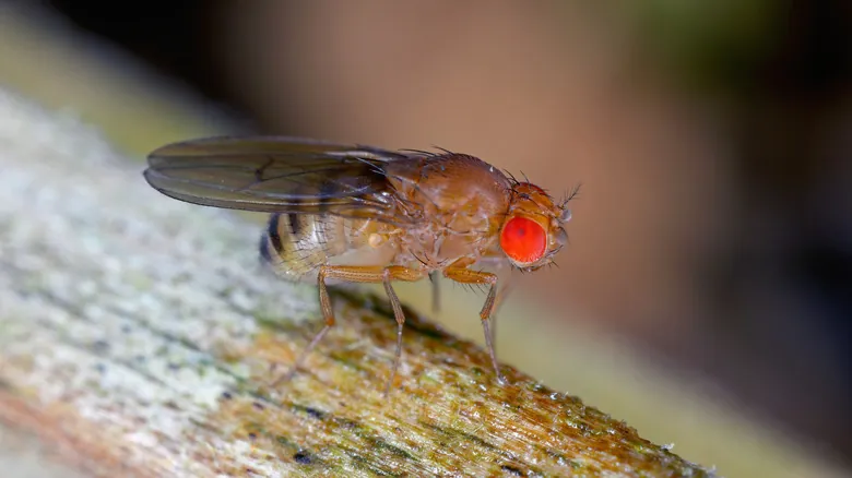 Especies Invasoras en Oregón: Una Amenaza Silenciosa a la Biodiversidad Nativa
