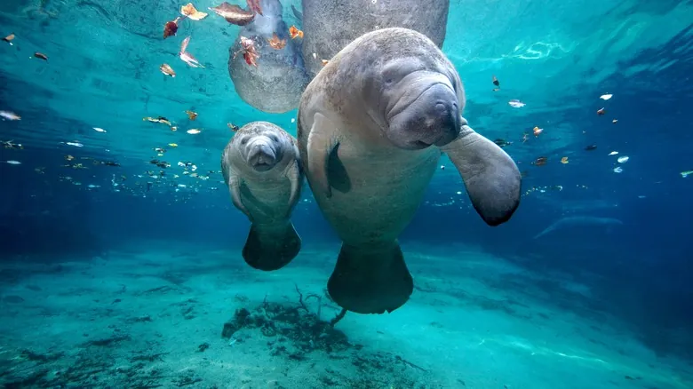 Especies Marinas Únicas del Golfo de México: Un Tesoro de Biodiversidad