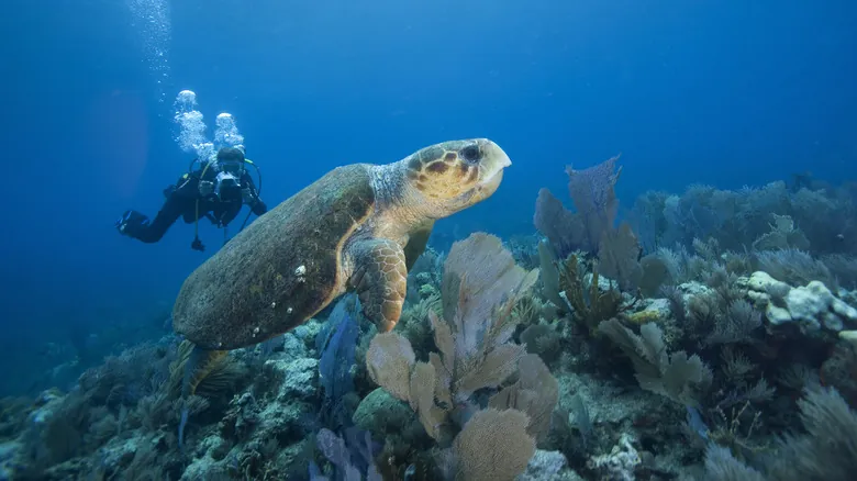 Especies Marinas Únicas del Golfo de México: Un Tesoro de Biodiversidad
