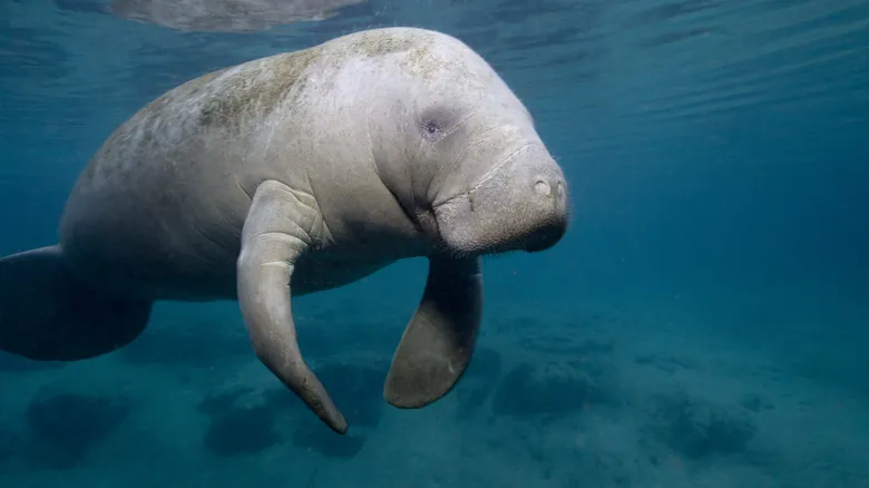 Especies Marinas Únicas del Golfo de México: Un Tesoro de Biodiversidad