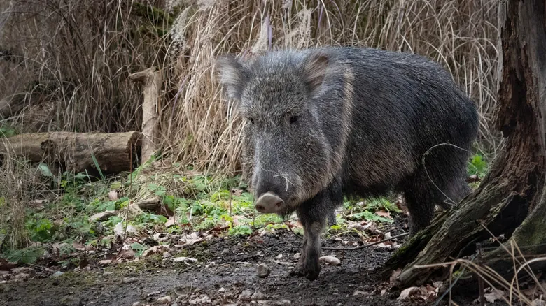 Especies Redescubiertas: Animales Asombrosos que Volvieron de la Extinción