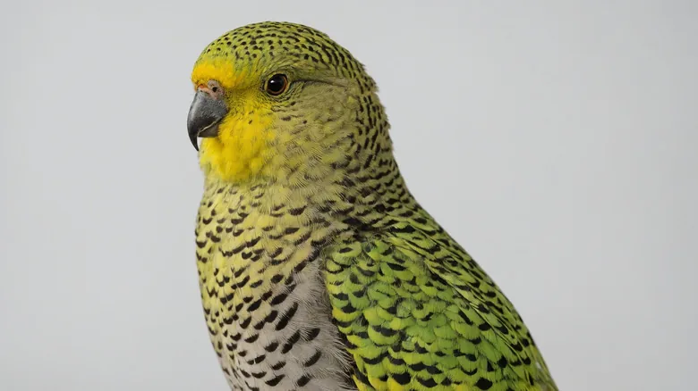 Especies Redescubiertas: Animales Asombrosos que Volvieron de la Extinción