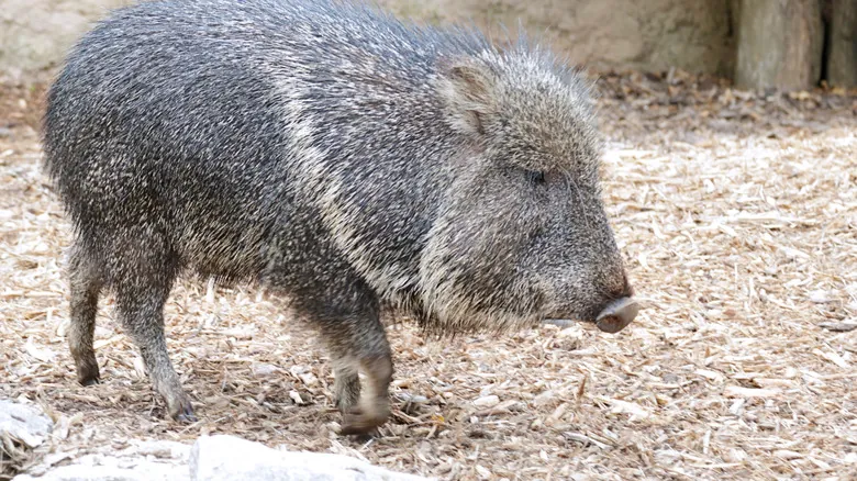 Especies Redescubiertas: Animales Asombrosos que Volvieron de la Extinción