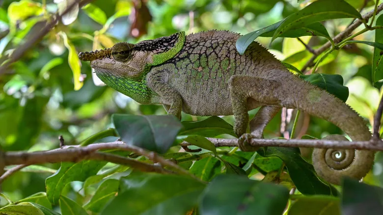 Especies Redescubiertas: Animales Asombrosos que Volvieron de la Extinción