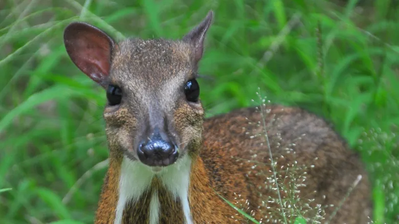 Especies Redescubiertas: Animales Asombrosos que Volvieron de la Extinción