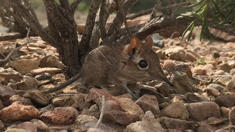 Especies Redescubiertas: Animales Asombrosos que Volvieron de la Extinción