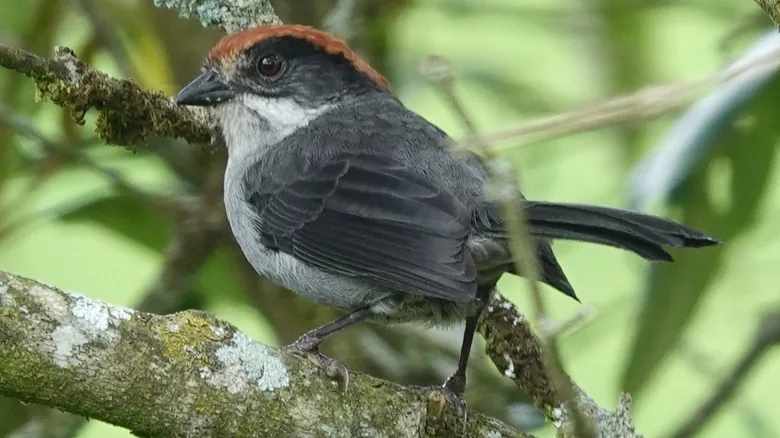 Especies Redescubiertas: Animales Asombrosos que Volvieron de la Extinción