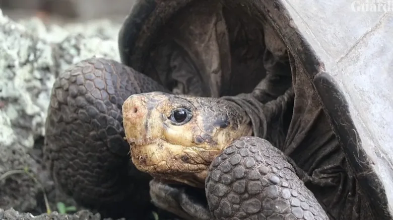 Especies Redescubiertas: Animales Asombrosos que Volvieron de la Extinción