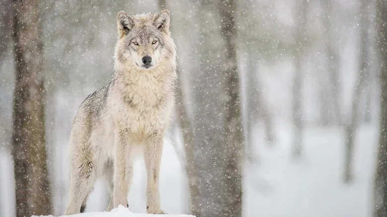 Evolución Acelerada: El Profundo Impacto Humano en las Especies Animales