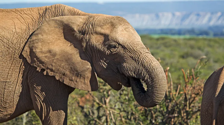 Evolución Acelerada: El Profundo Impacto Humano en las Especies Animales