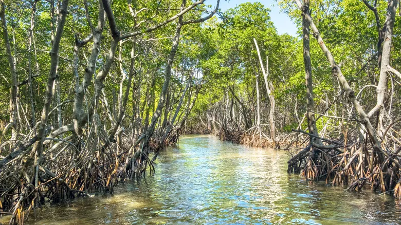 Explora la Florida Salvaje: Descubriendo las Joyas Naturales Ocultas del Sur