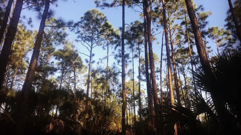 Explora la Florida Salvaje: Descubriendo las Joyas Naturales Ocultas del Sur