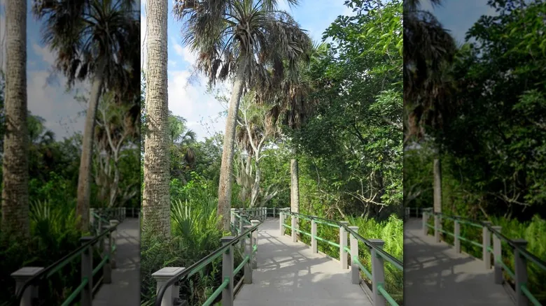 Explora la Florida Salvaje: Descubriendo las Joyas Naturales Ocultas del Sur