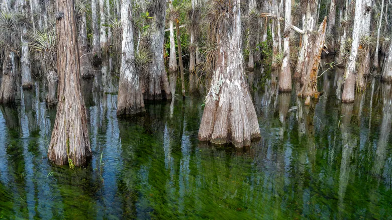 Explora la Florida Salvaje: Descubriendo las Joyas Naturales Ocultas del Sur
