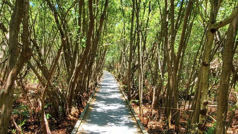 Explora la Florida Salvaje: Descubriendo las Joyas Naturales Ocultas del Sur