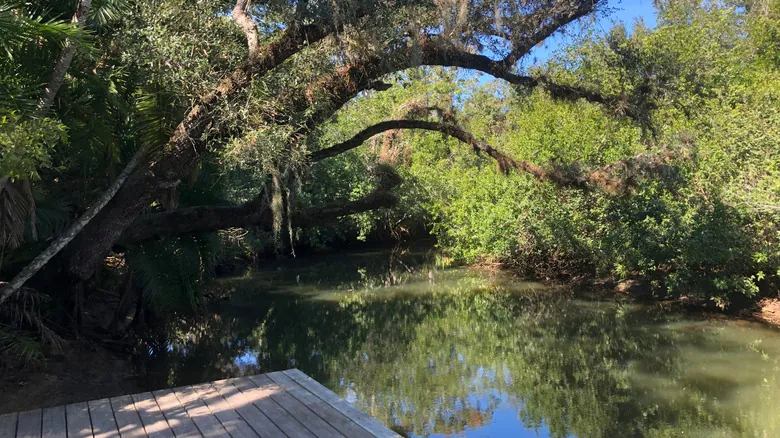 Explora la Florida Salvaje: Descubriendo las Joyas Naturales Ocultas del Sur