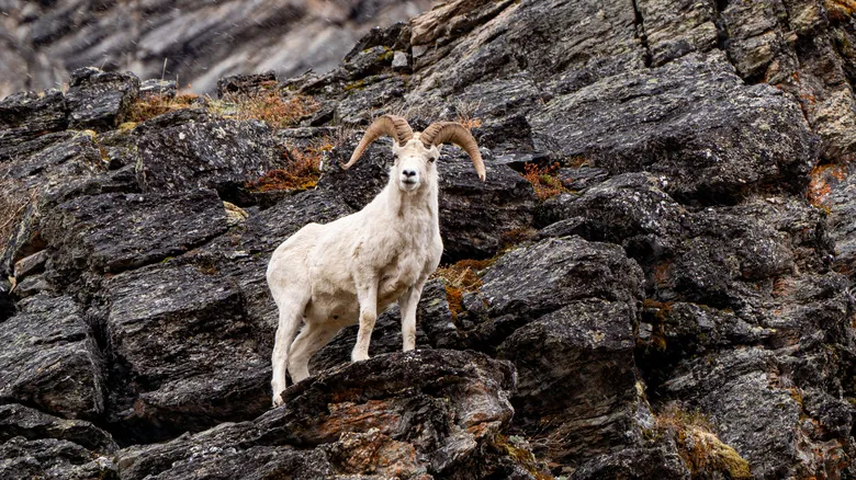 Explorando Gates of the Arctic: El Último Bastión de la Naturaleza Salvaje en Alaska