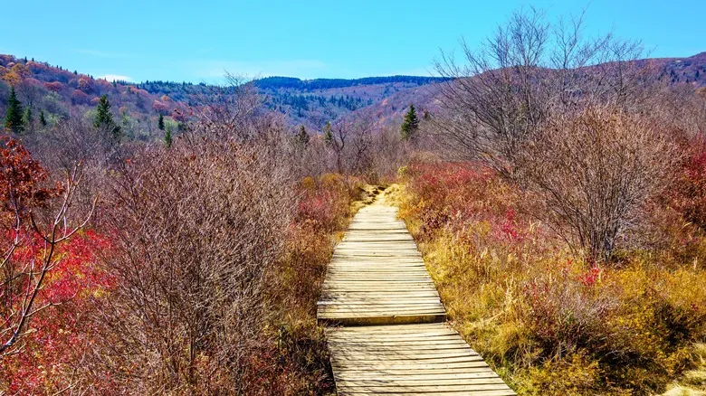 Explorando Graveyard Fields: Senderismo, Cascadas y Belleza Natural en Blue Ridge Parkway