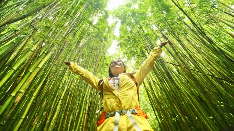 Explorando Haleakalā: Descubre el Paraíso Volcánico de Maui y el Majestuoso Sendero Pipiwai