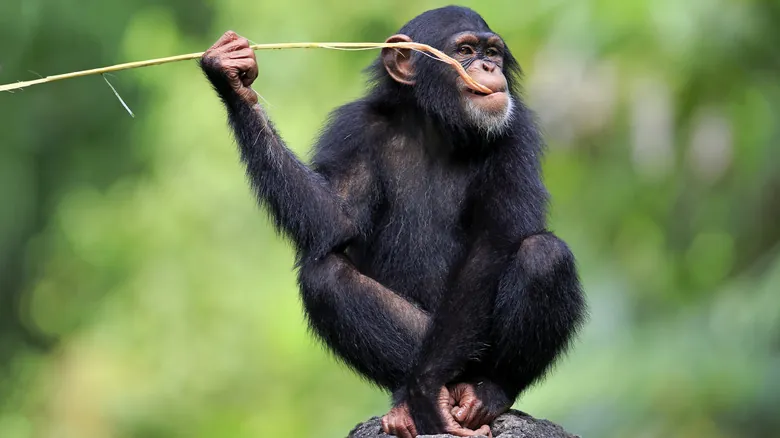 Explorando la Asombrosa Inteligencia Animal: Más Allá de las Percepciones Humanas