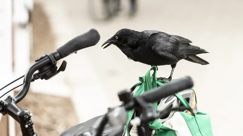 Explorando la Asombrosa Inteligencia Animal: Más Allá de las Percepciones Humanas