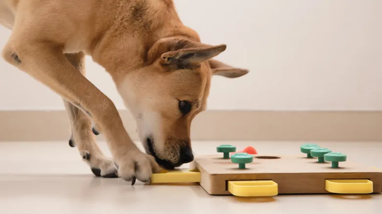 Explorando la Asombrosa Inteligencia Animal: Más Allá de las Percepciones Humanas