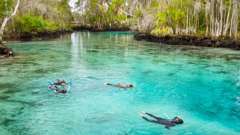Florida: Descubre la Experiencia Auténtica con Manatíes en Crystal River