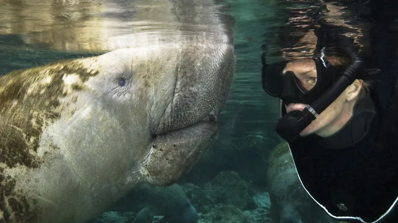 Florida: Descubre la Experiencia Auténtica con Manatíes en Crystal River