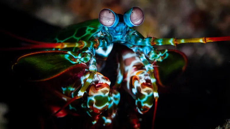 Galera Mantis: El Imparable Campeón del Océano con el Golpe Más Rápido y Visión Asombrosa