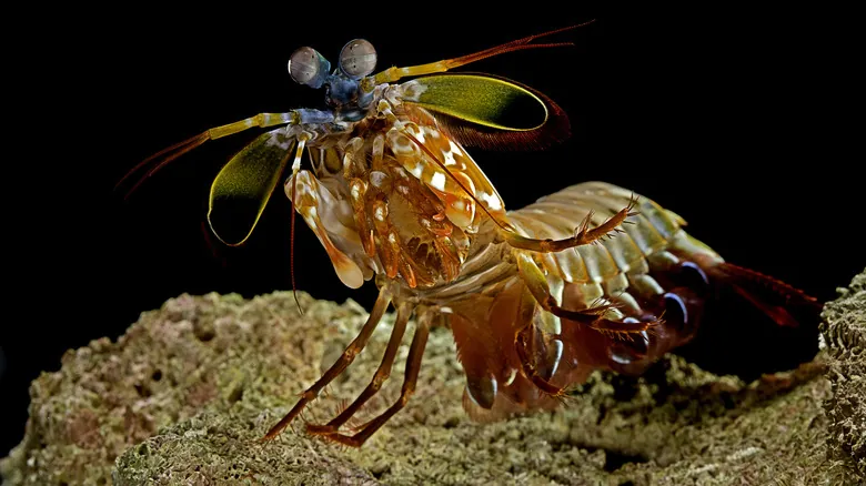 Galera Mantis: El Imparable Campeón del Océano con el Golpe Más Rápido y Visión Asombrosa