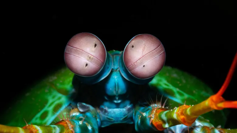 Galera Mantis: El Imparable Campeón del Océano con el Golpe Más Rápido y Visión Asombrosa