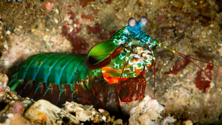 Galera Mantis: El Imparable Campeón del Océano con el Golpe Más Rápido y Visión Asombrosa