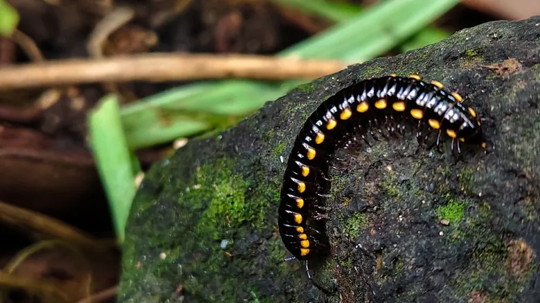 Gigantes Olvidados: Animales Prehistóricos que Redefinieron la Escala Natural