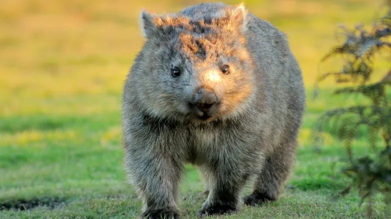 Gigantes Olvidados: Animales Prehistóricos que Redefinieron la Escala Natural
