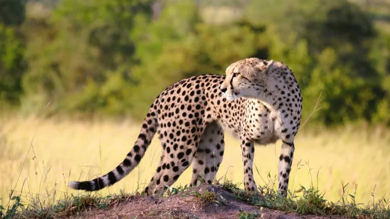 Gigantes Olvidados: Animales Prehistóricos que Redefinieron la Escala Natural