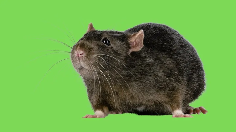 Gigantes Olvidados: Animales Prehistóricos que Redefinieron la Escala Natural