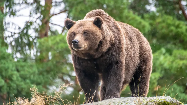 Gigantes Olvidados: Animales Prehistóricos que Redefinieron la Escala Natural