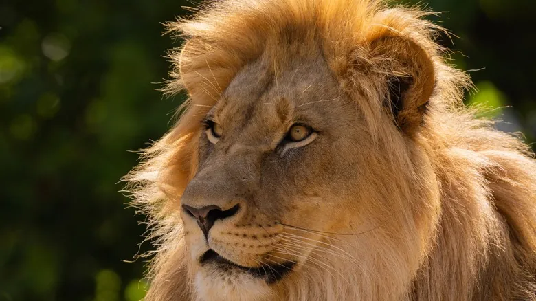 Gigantes Olvidados: Animales Prehistóricos que Redefinieron la Escala Natural